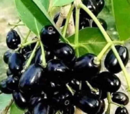 Thai Black Jamun
