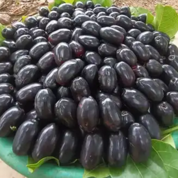 Thai Black Jamun
