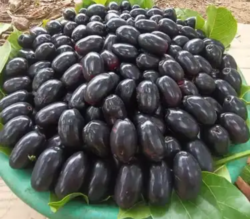 Thai Black Jamun