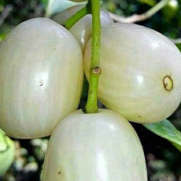 Thai White Jamun