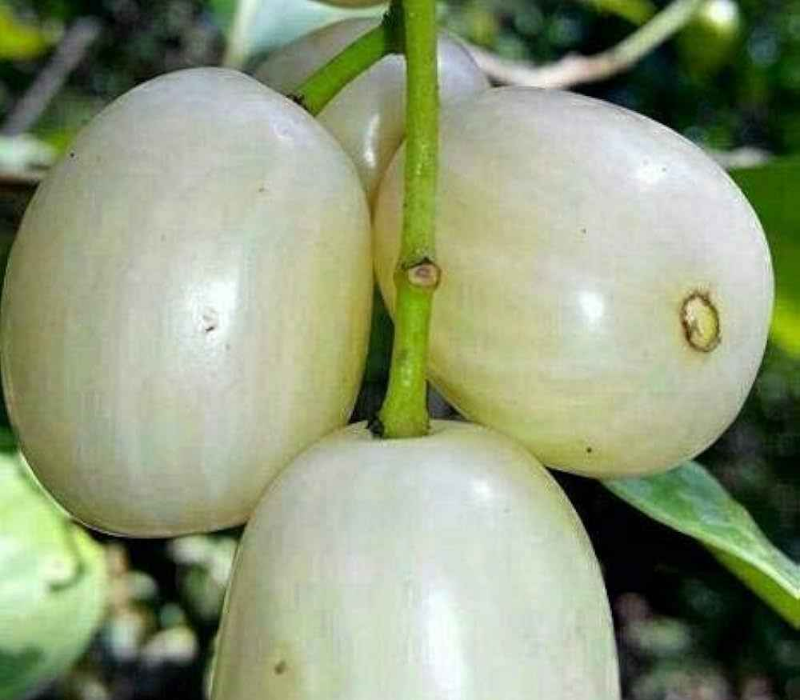Thai White Jamun