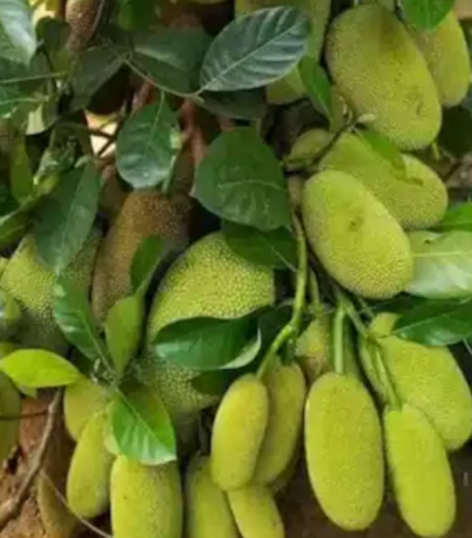 > Best All Time Jack Fruit Tree | Green Land Nursery Habra Kolkata West Bengal