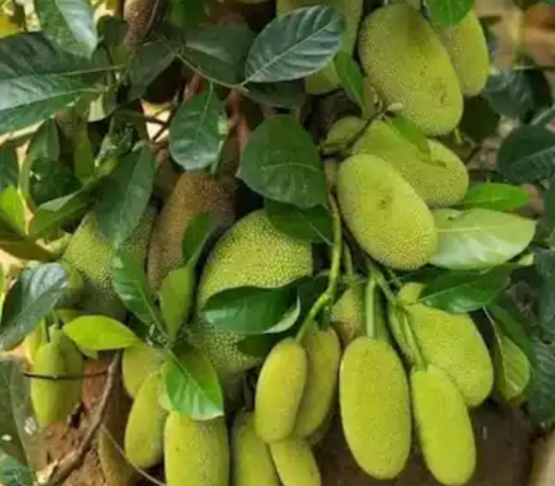 > Best All Time Jack Fruit Tree | Green Land Nursery Habra Kolkata West Bengal