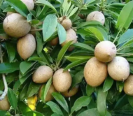 > Best Kalapati Chiku Plants (Safada) | Green Land Nursery Habra Kolkata West Bengal