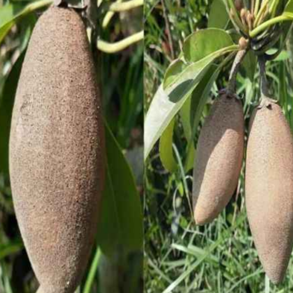 > Best Banana Chiku Plants (Sapota) | Green Land Nursery Habra Kolkata West Bengal