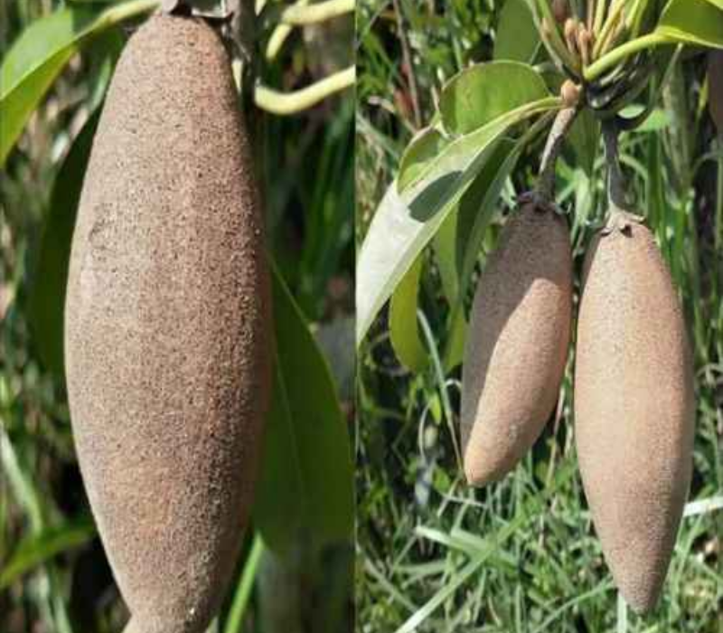 > Best Banana Chiku Plants (Sapota) | Green Land Nursery Habra Kolkata West Bengal