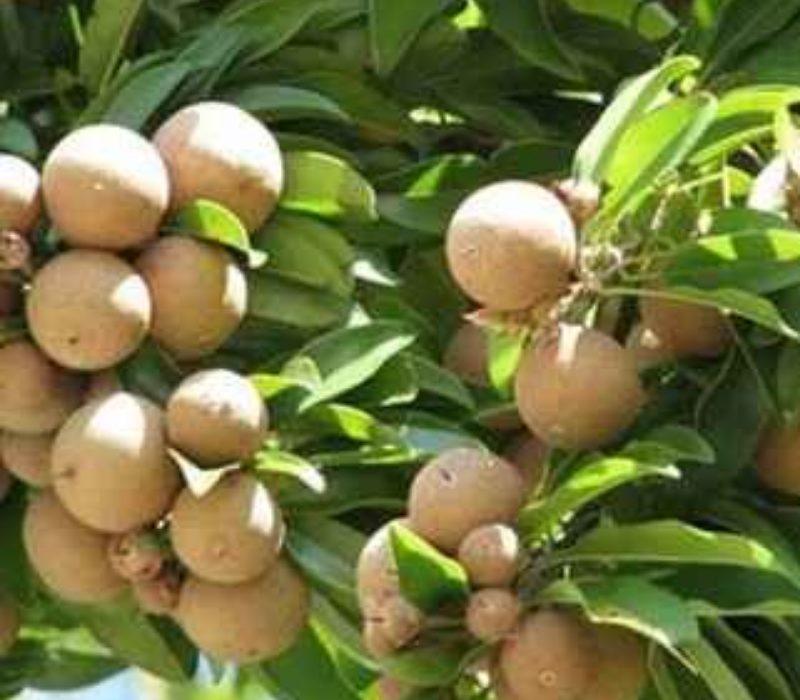 > Best Cricket Ball Chiku Plants (Sapota) | Green Land Nursery Habra Kolkata West Bengal