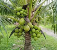 Coconut Plants -Greenlands Nursery