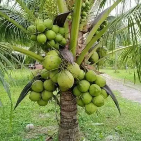 Coconut Plants -Greenlands Nursery