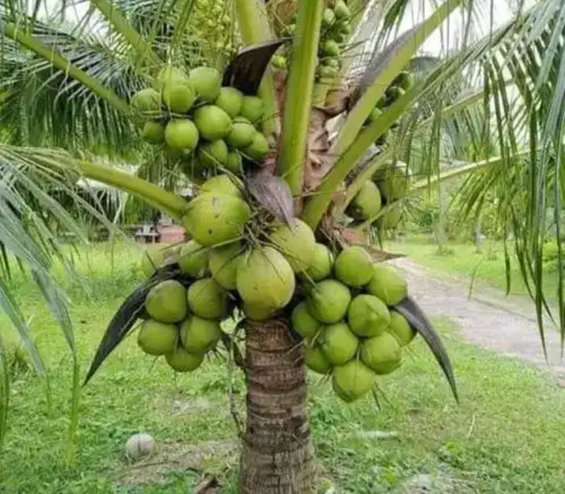 Coconut Plants -Greenlands Nursery