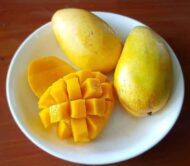 Carabao Mango Plant