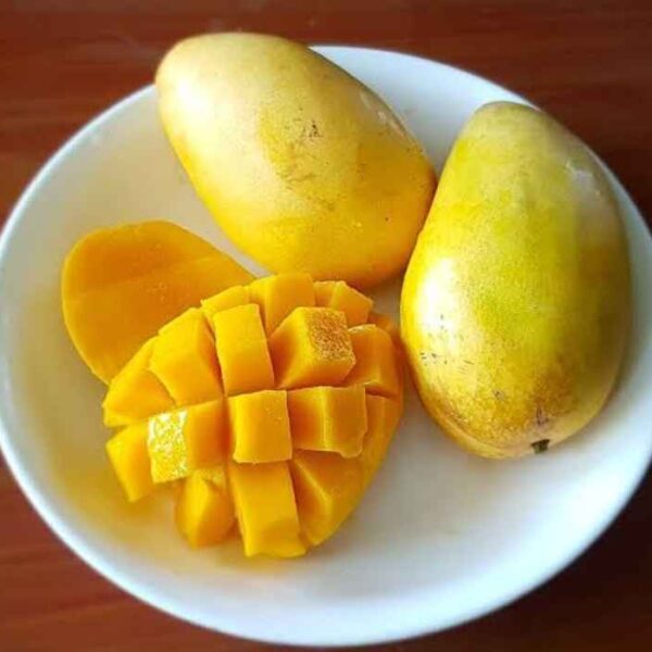 Carabao Mango Plant
